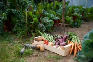 Vegetable Garden Harvest
